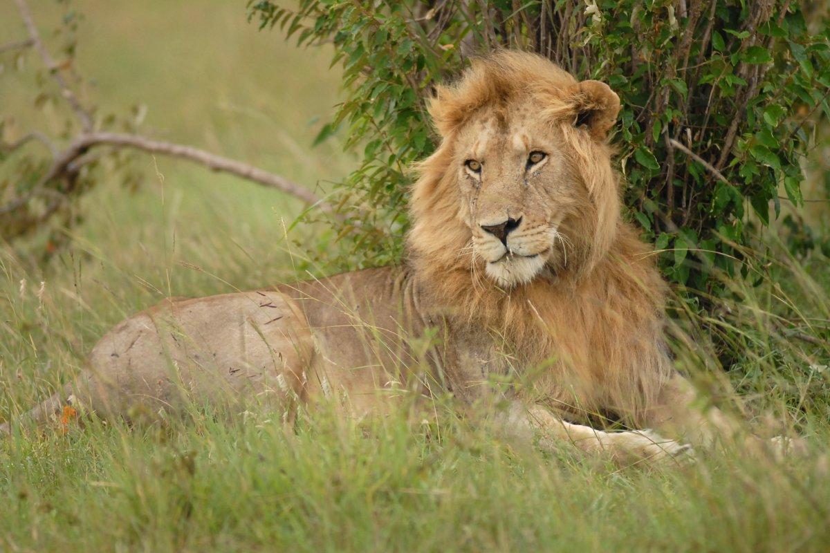 west african lion is one of the animals of niger