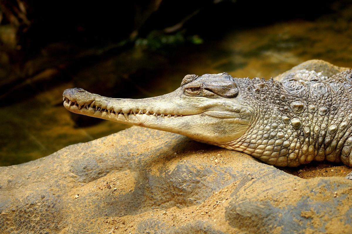 west african slender-snouted crocodile is part of the burkina faso wildlife