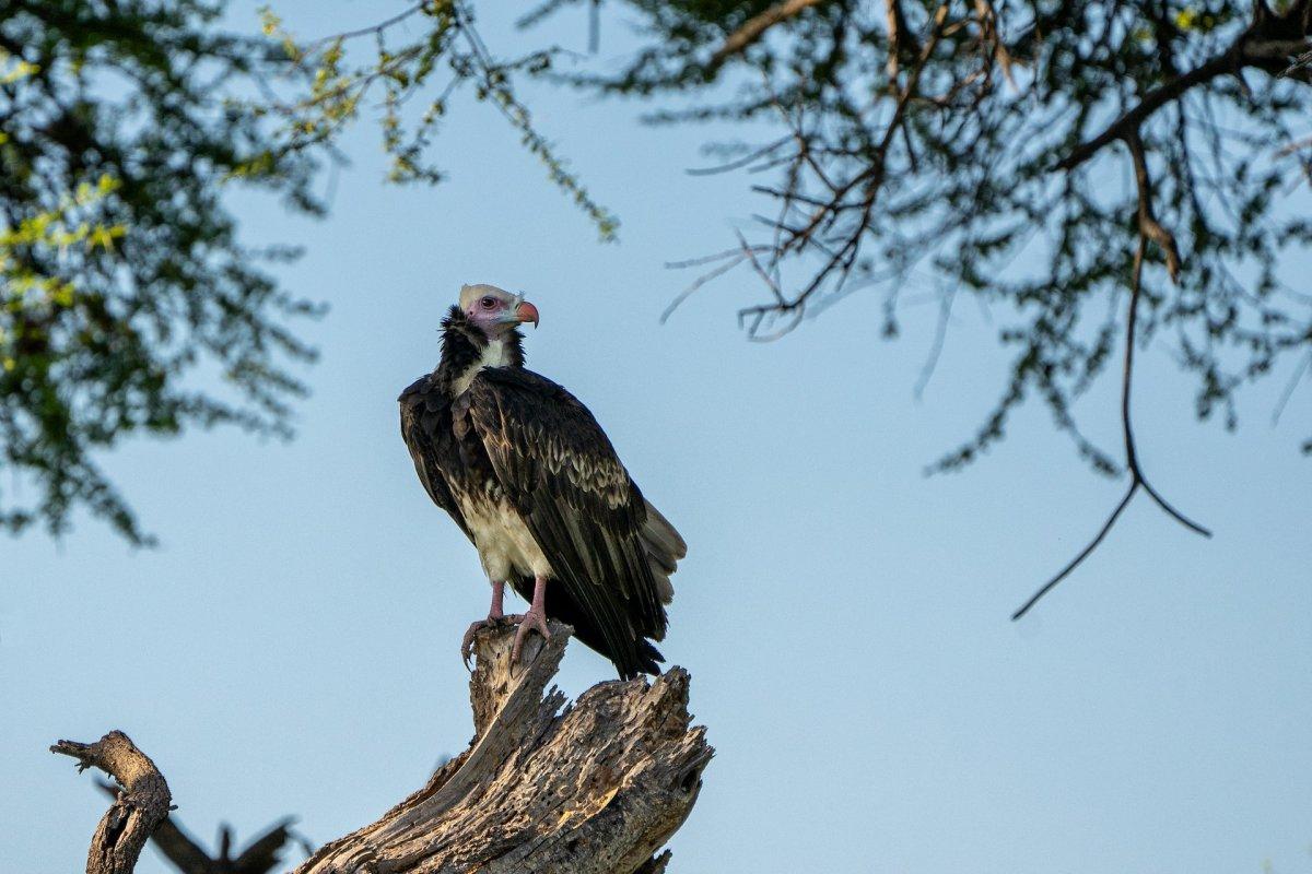 white-headed vulture