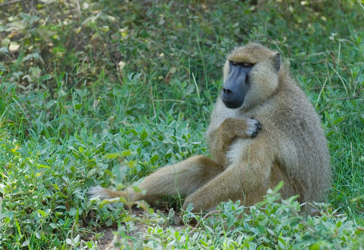 yellow baboon