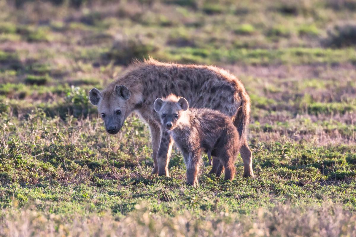 10 Wild Animals in Chad [Wildlife in Chad]