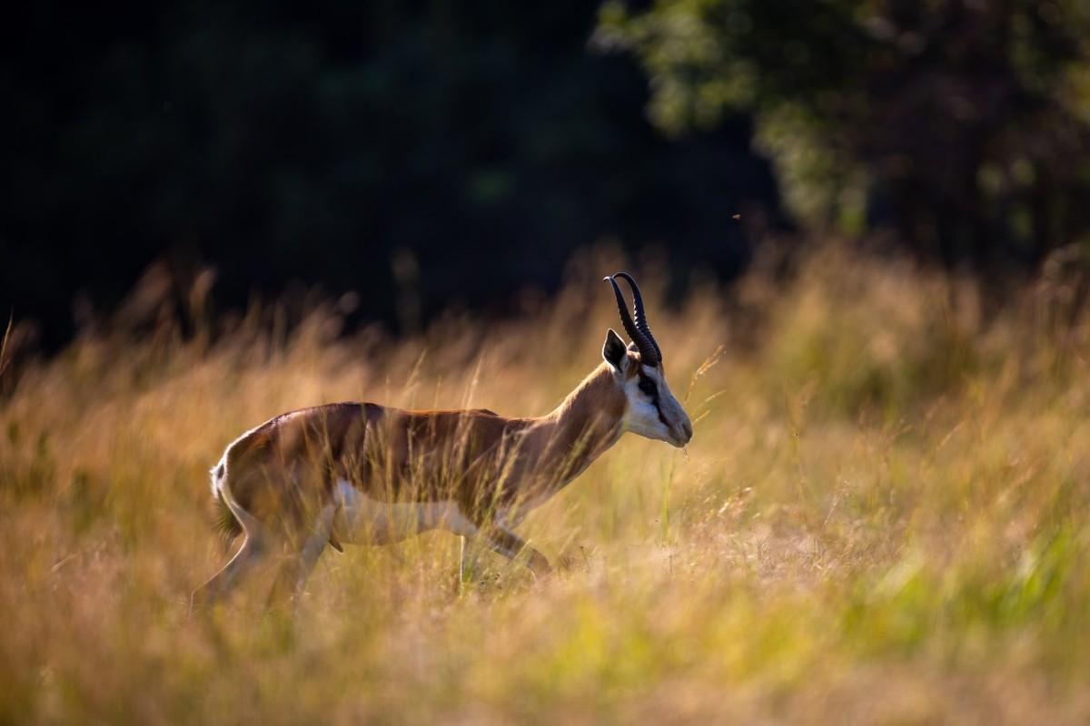 10 Wild Animals in Sudan [Wildlife in Sudan]