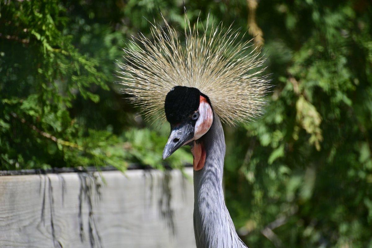 11 Wild Animals in South Sudan [Wildlife in South Sudan]