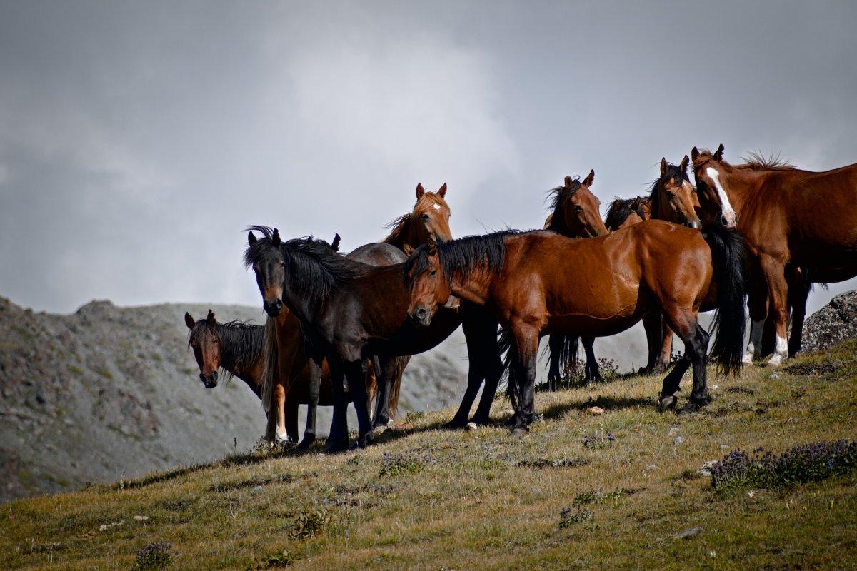 12 Wild Animals in Kazakhstan [Wildlife in Kazakhstan]