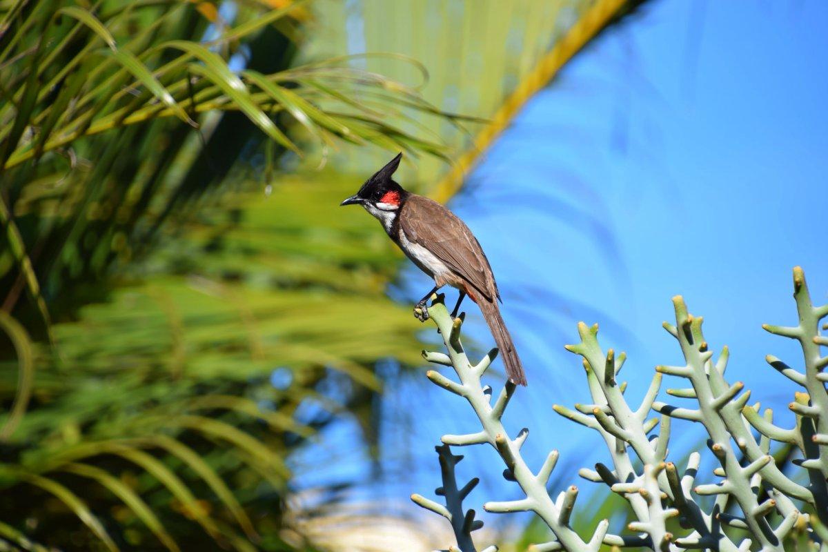 12 Wild Animals in Mauritius [Wildlife in Mauritius]