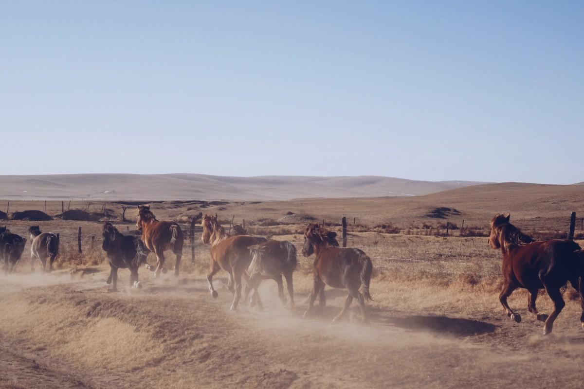 12 Wild Animals in Mongolia [Wildlife in Mongolia]