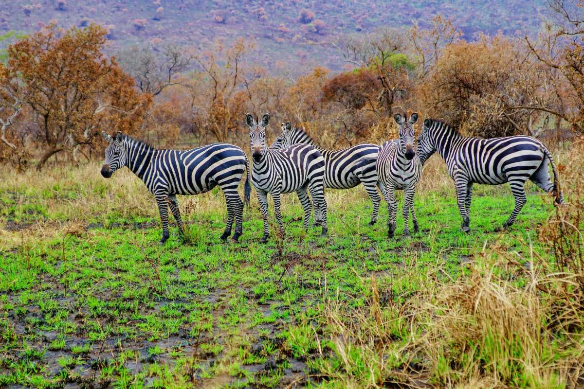 12 Wild Animals in Rwanda [Wildlife in Rwanda]