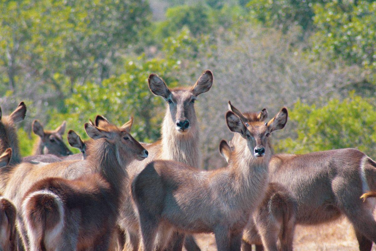 13 Wild Animals in Djibouti [Wildlife in Djibouti]