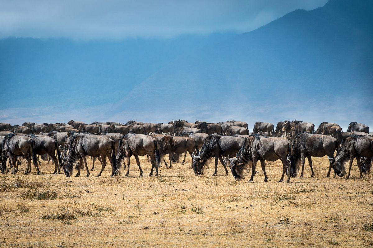 13 Wild Animals in Eritrea [Wildlife in Eritrea]