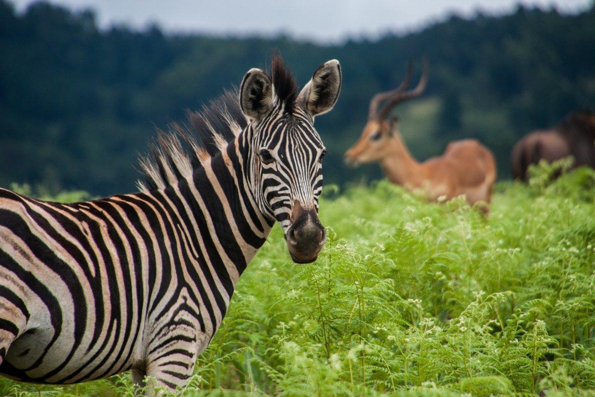 13 Wild Animals in Eswatini [Wildlife in Eswatini]