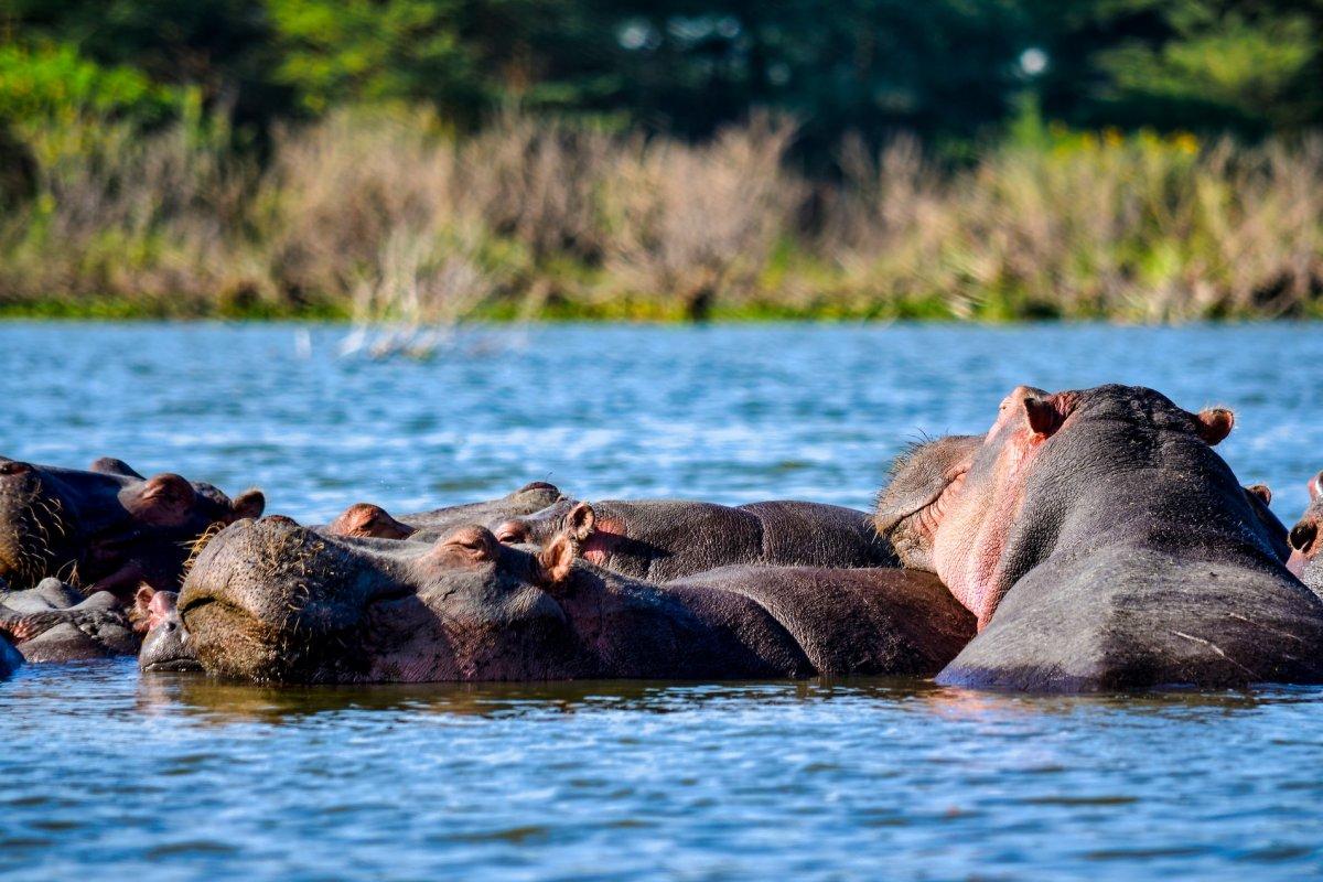 13 Wild Animals in Guinea [Wildlife in Guinea]