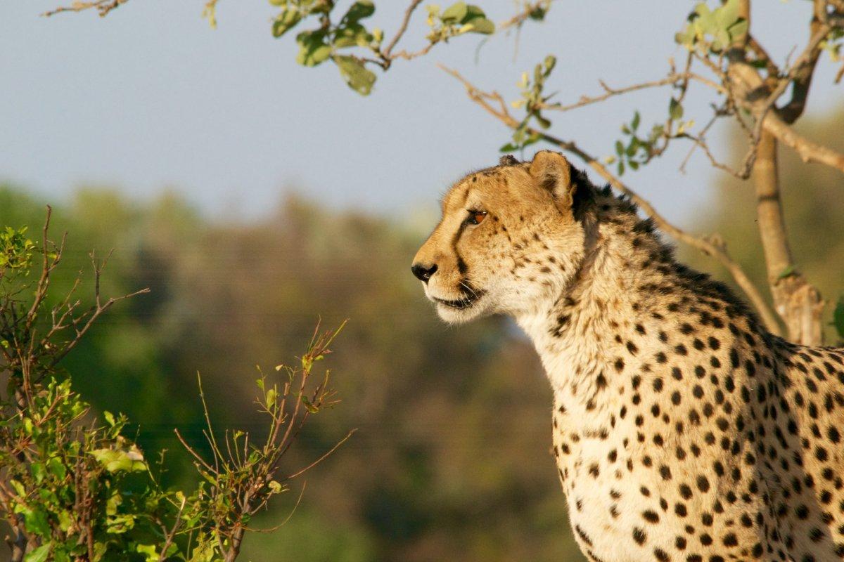 13 Wild Animals in Sierra Leone [Wildlife in Sierra Leone]