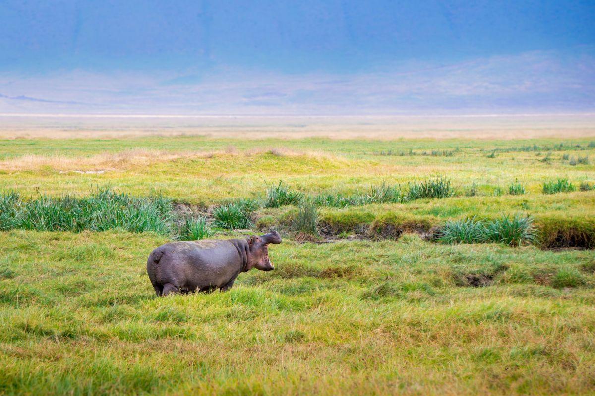 13 Wild Animals in Somalia [Wildlife in Somalia]