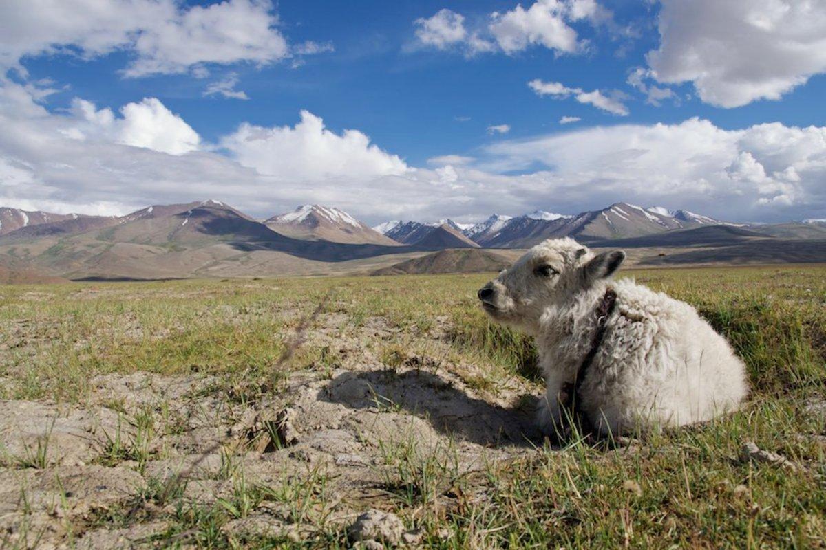 13 Wild Animals in Tajikistan [Wildlife in Tajikistan]