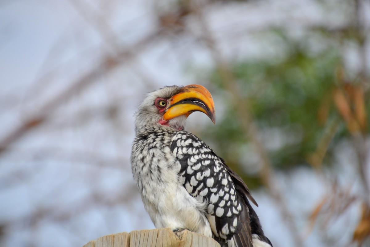 13 Wild Animals in Togo [Wildlife in Togo]