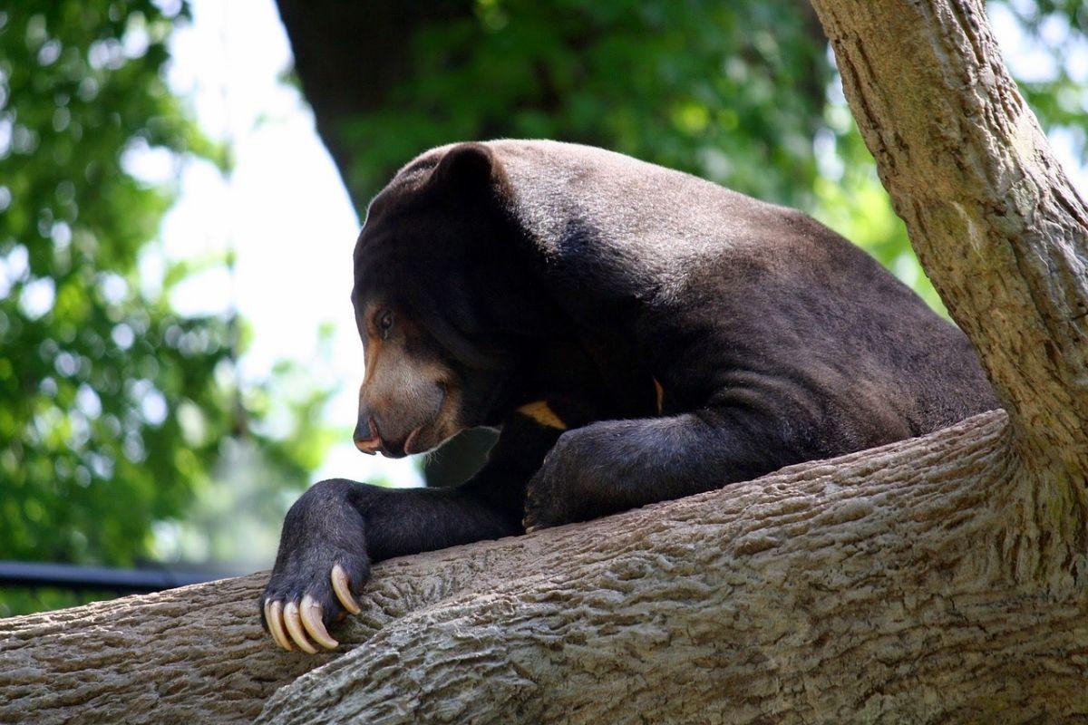 14 Wild Animals in Brunei [Wildlife in Brunei]