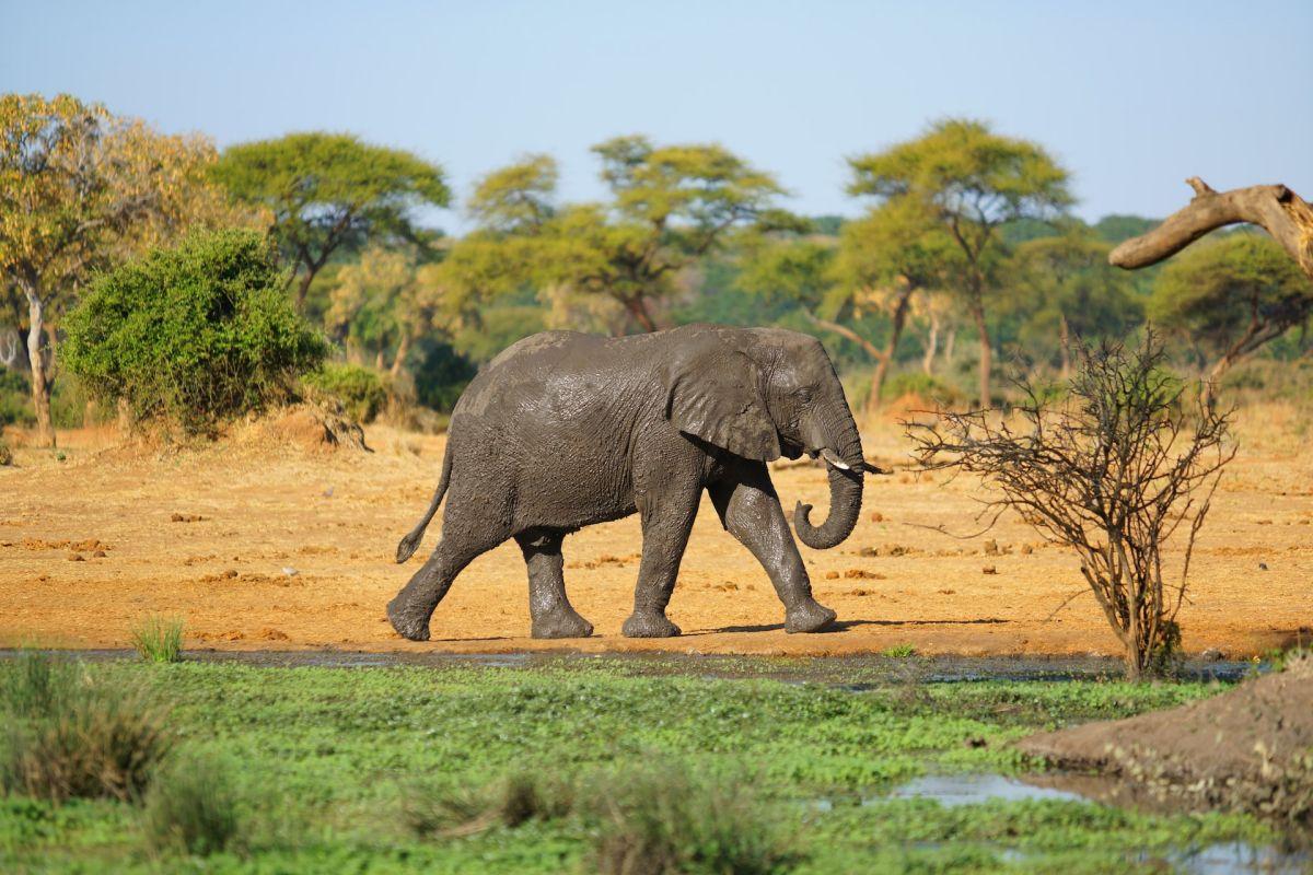 14 Wild Animals in Ivory Coast [Wildlife in Ivory Coast]