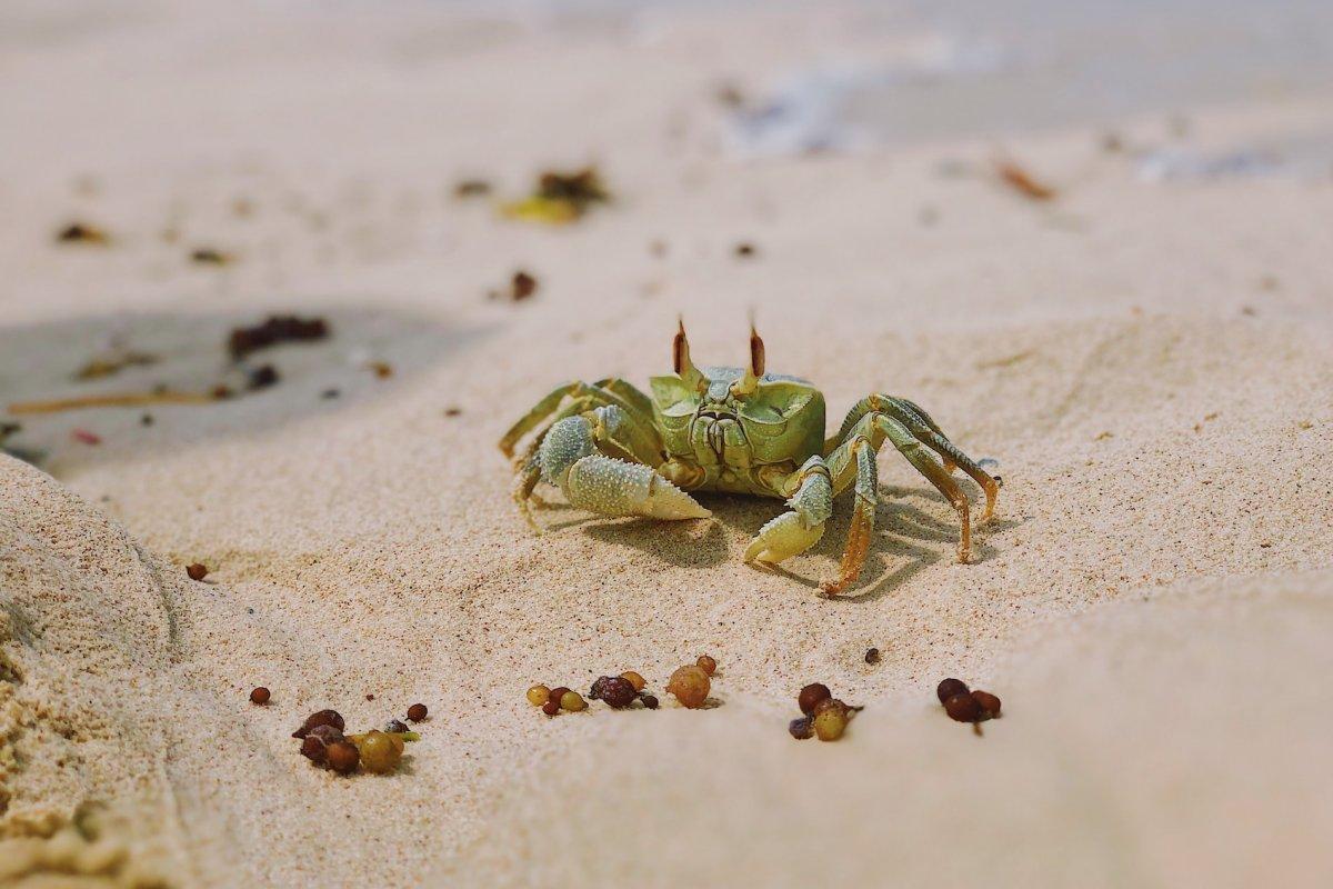 14 Wild Animals in Zanzibar [Wildlife in Zanzibar]