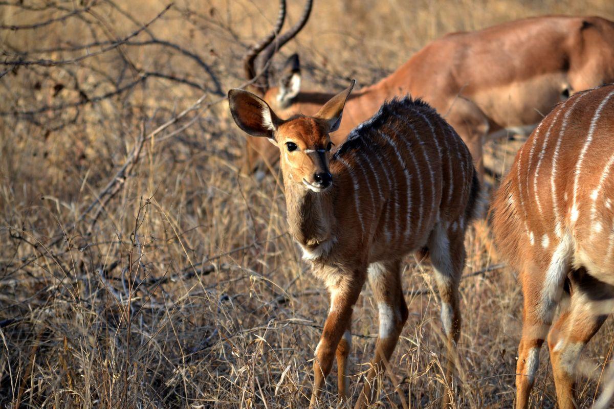 15 Wild Animals in Benin [Wildlife in Benin]