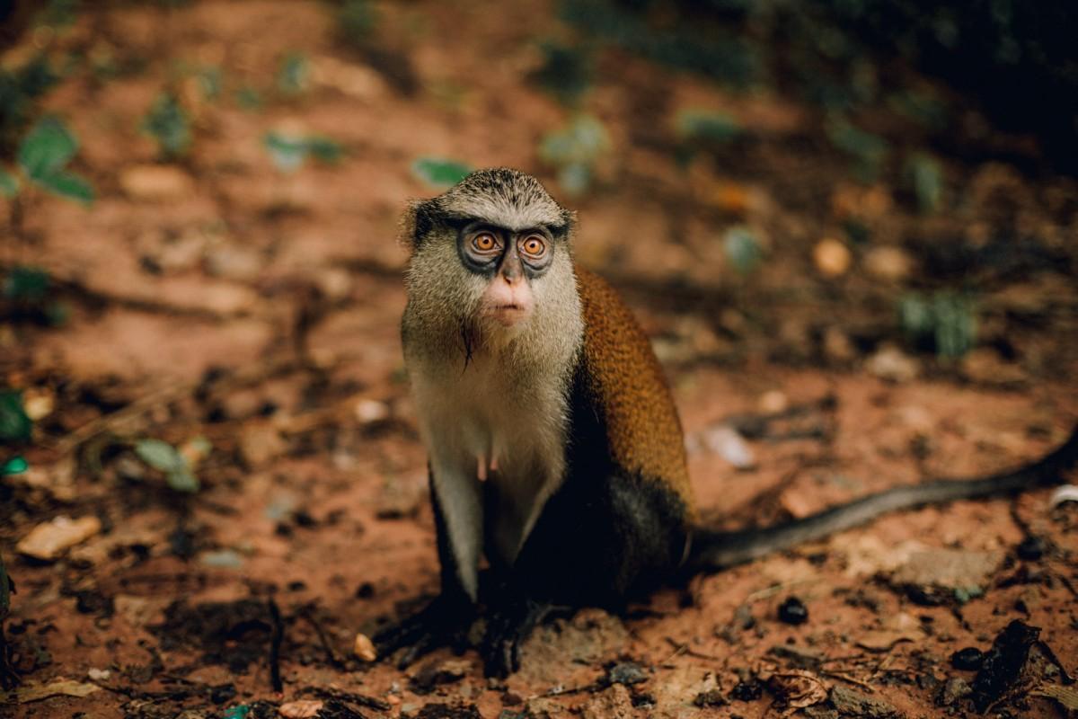 15 Wild Animals in Ghana [Wildlife in Ghana]