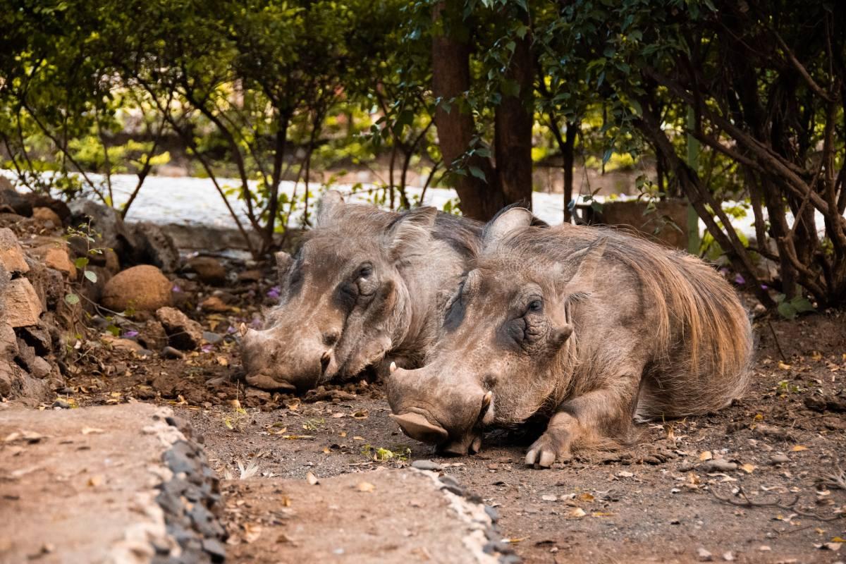 16 Wild Animals in Ethiopia [Wildlife in Ethiopia]