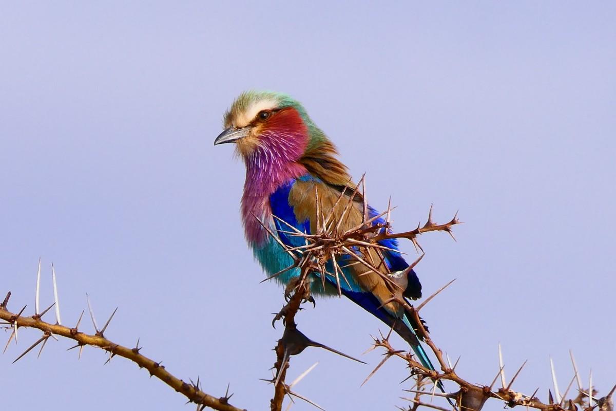 16 Wild Animals in Senegal [Wildlife in Senegal]