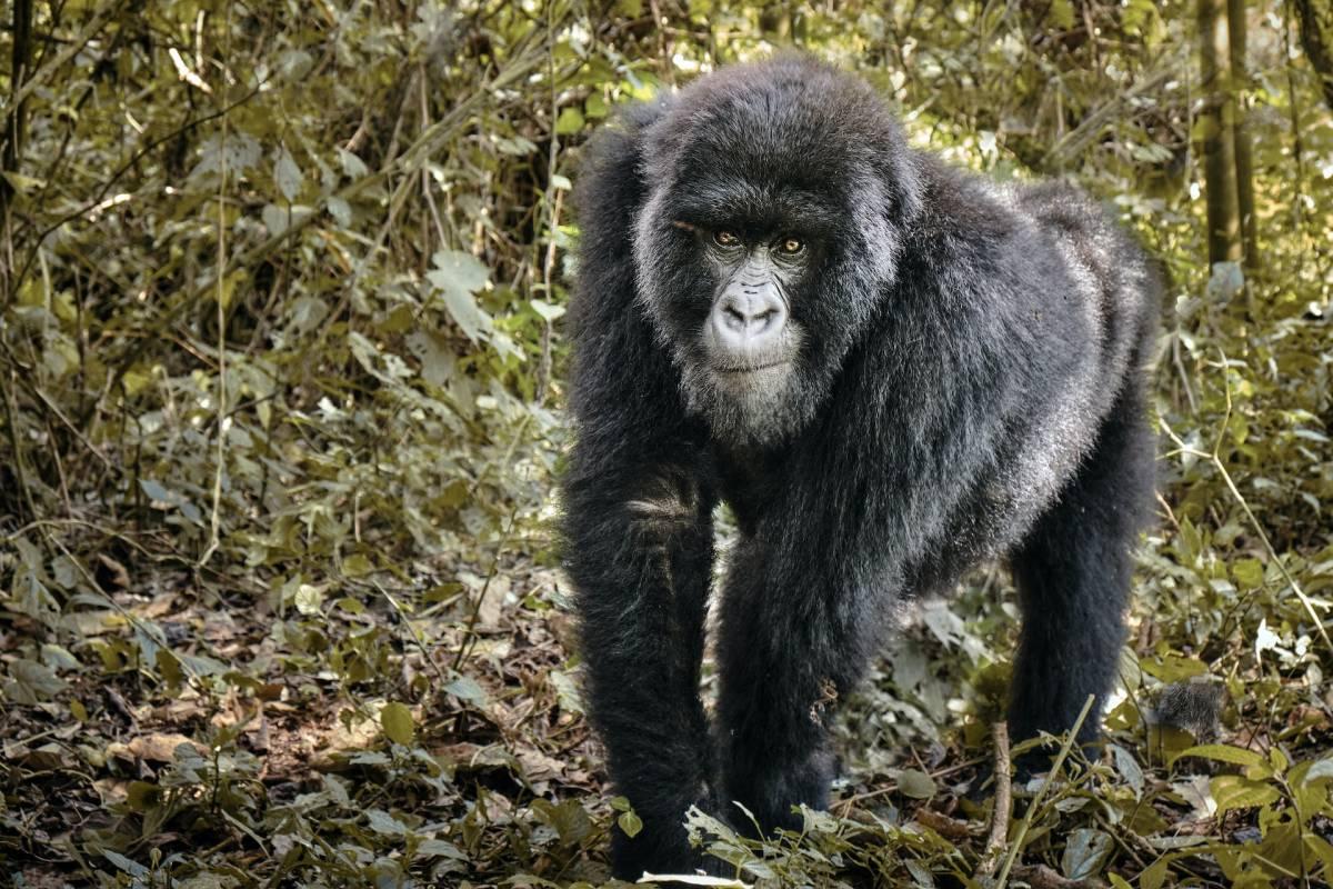 18 Wild Animals in Congo [Wildlife in Congo]