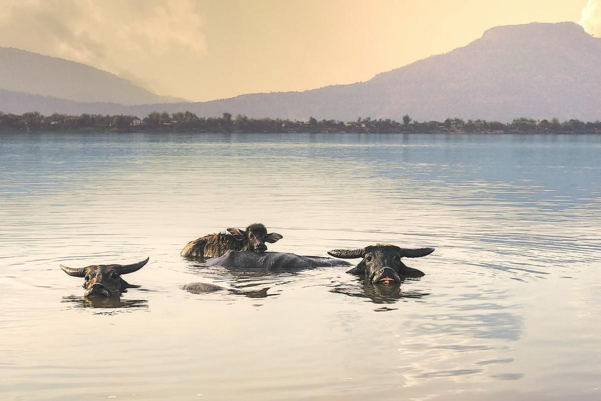 18 Wild Animals in Laos [Wildlife in Laos]