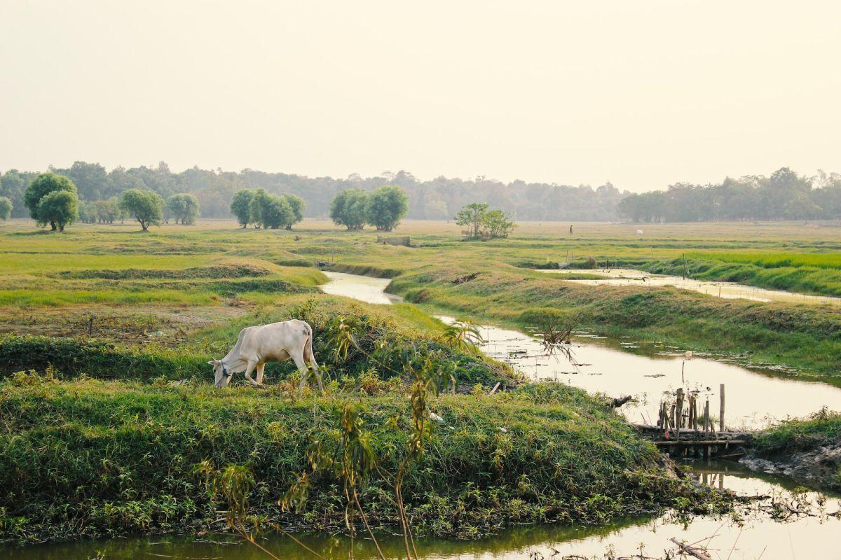 18 Wild Animals in Myanmar [Wildlife in Myanmar]