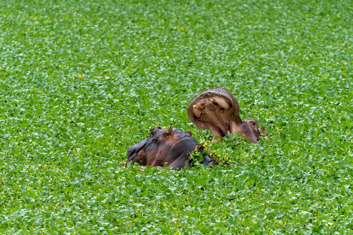 20 Wild Animals in Bangladesh [Wildlife in Bangladesh]