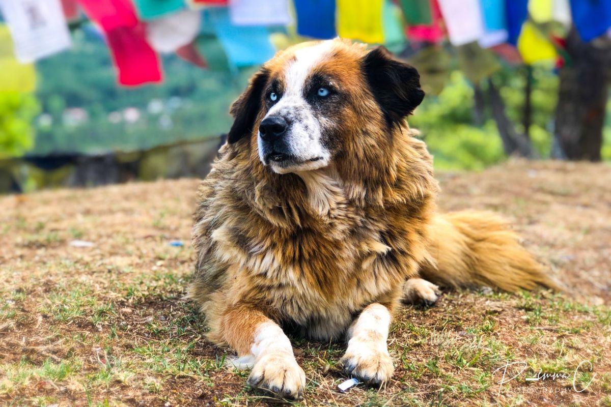 21 Wild Animals in Bhutan [Wildlife in Bhutan]