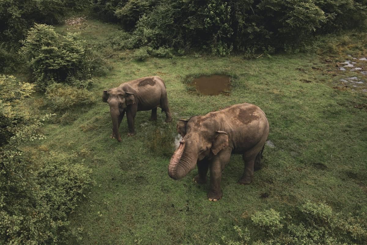 21 Wild Animals in Sri Lanka [Wildlife in Sri Lanka] 
