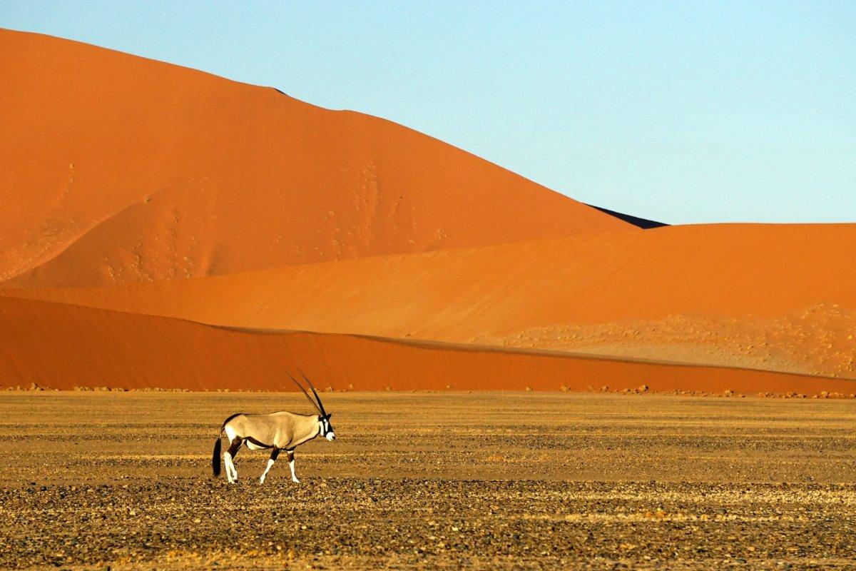 24 Wild Animals in Namibia [Wildlife in Namibia]