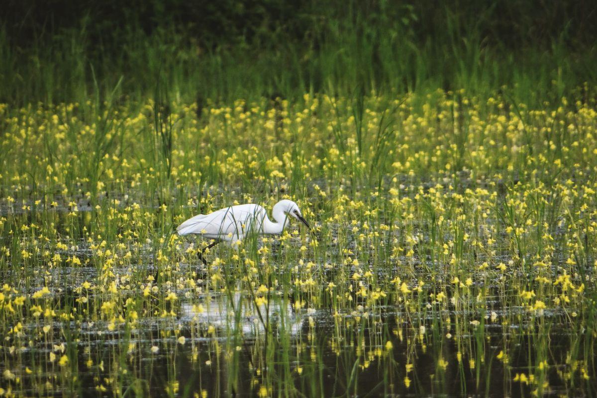 24 Wild Animals in Vietnam [Wildlife in Vietnam]