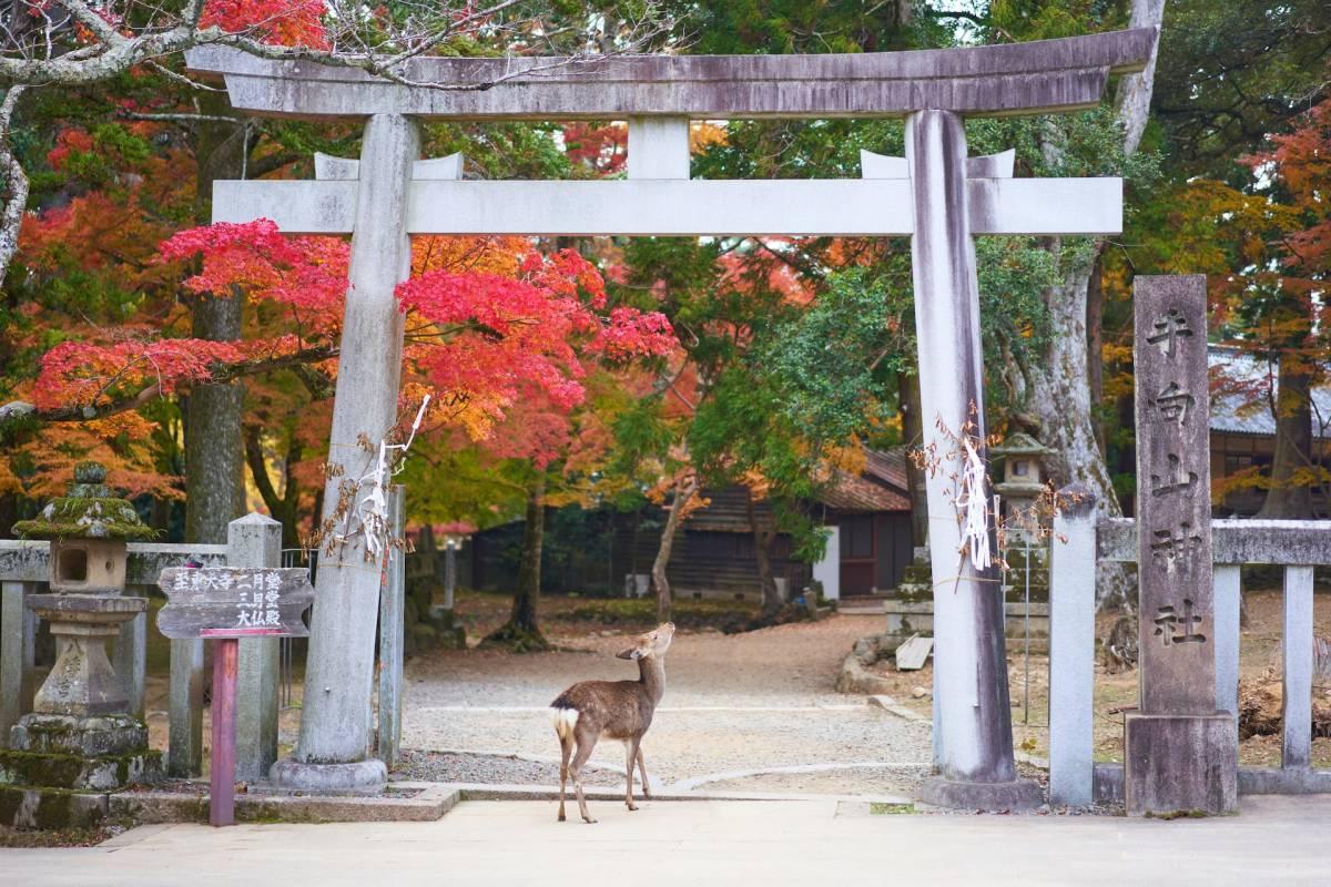 26 Wild Animals in Japan [Wildlife in Japan]