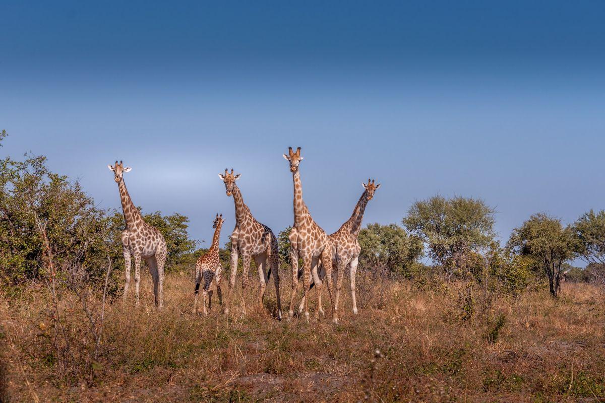28 Wild Animals in Botswana [Wildlife in Botswana]