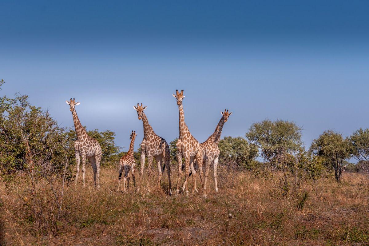 28 Wild Animals in Botswana [Wildlife in Botswana]