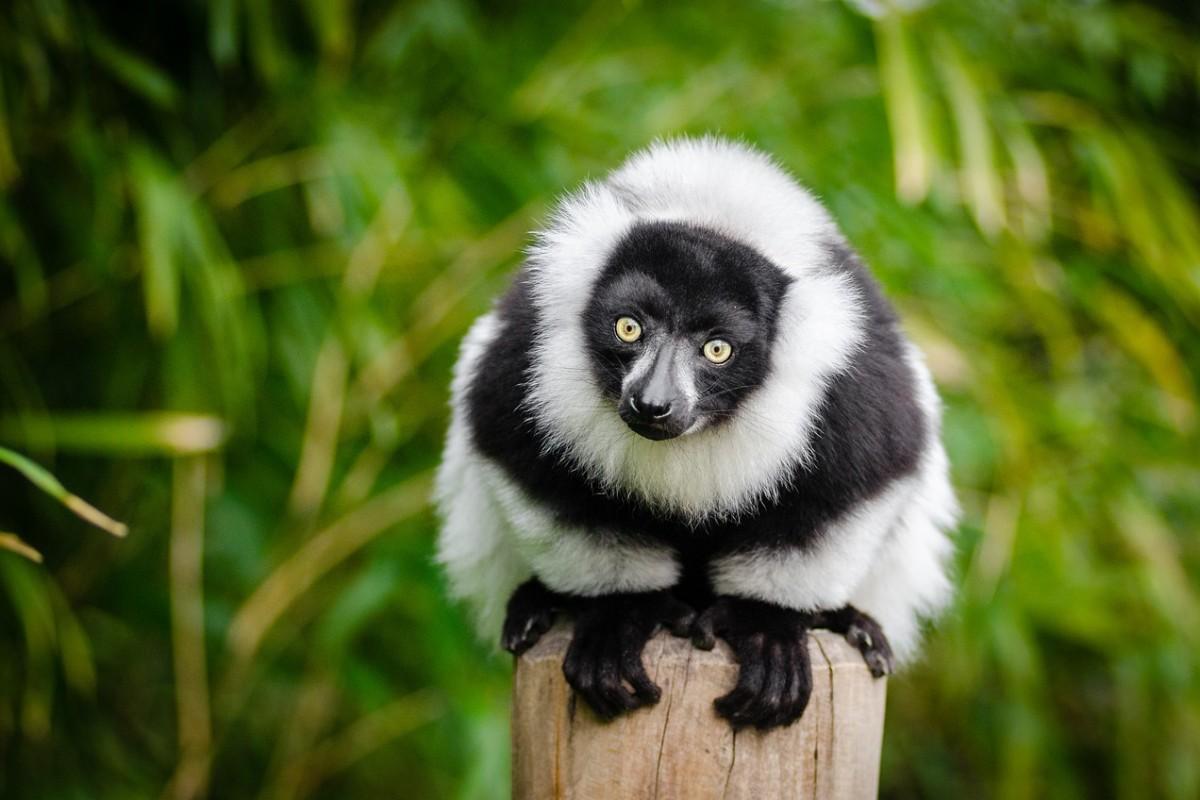 35 Wild Animals in Madagascar [Wildlife in Madagascar]
