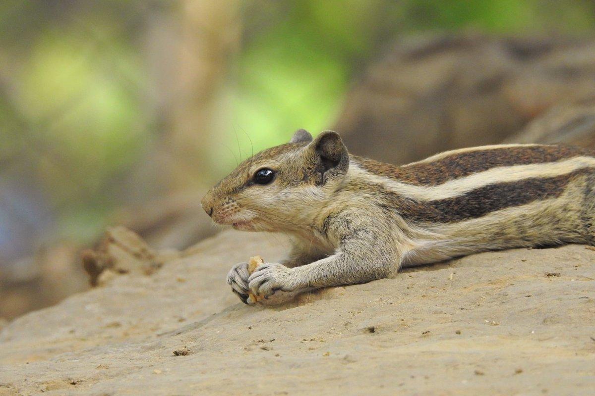 50 Wild Animals in India [Wildlife in India]