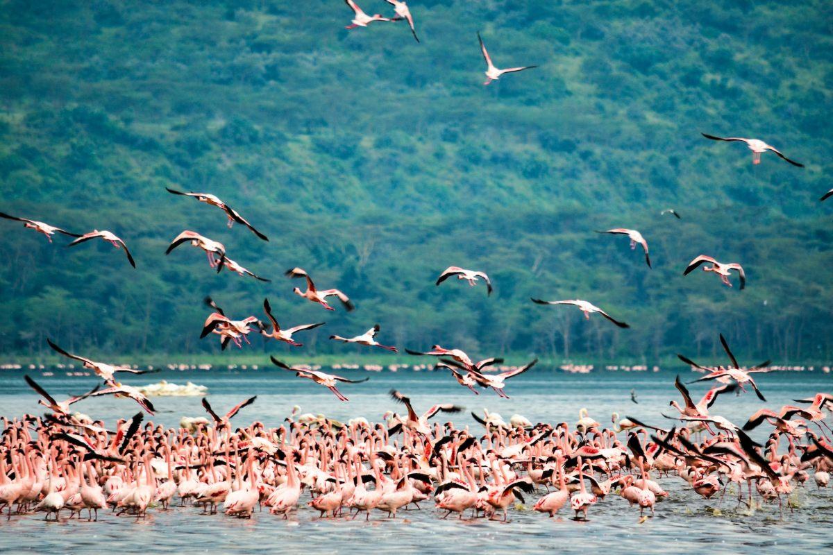 77 Wild Animals in Kenya [Wildlife in Kenya]