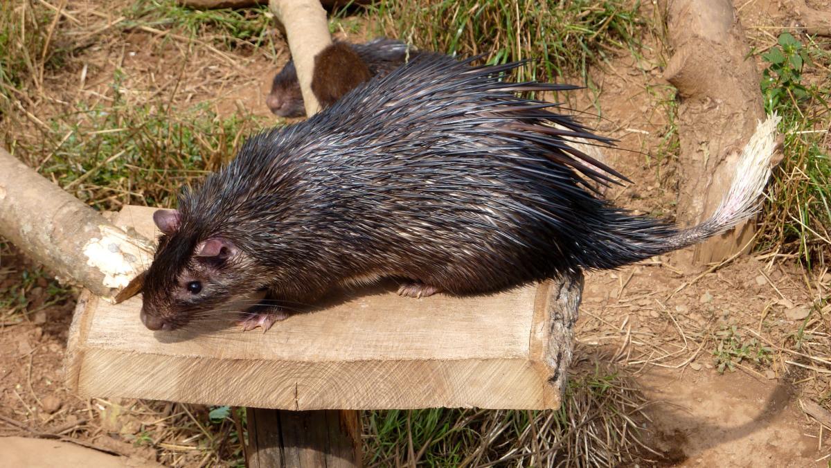 african brush-tailed porcupine is among the animals congo has on its land