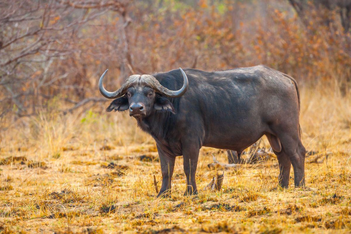 african buffalo is one of the animals that live in malawi