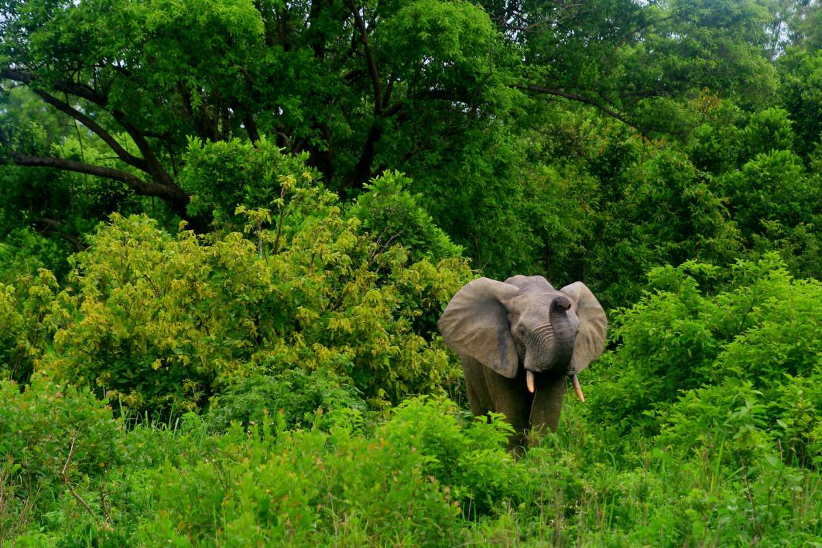 african bush elephant is guinea national animal