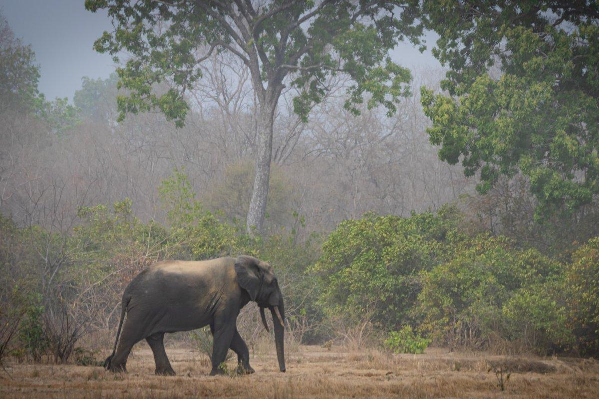 african bush elephant is part of the ghana wildlife