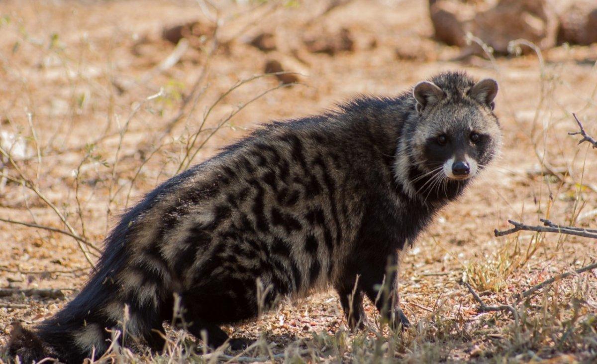 african civet is one of the animals of congo