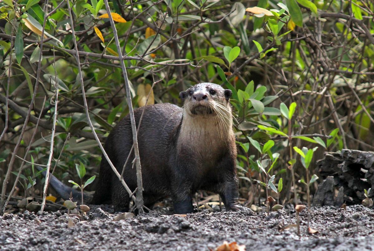 african clawless otter is a common animal in swaziland