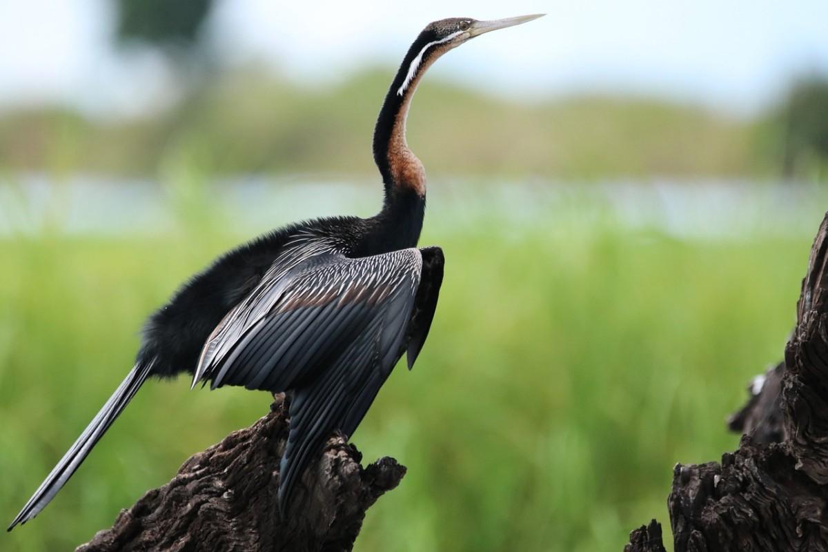 african darter is among the eritrean wild animals