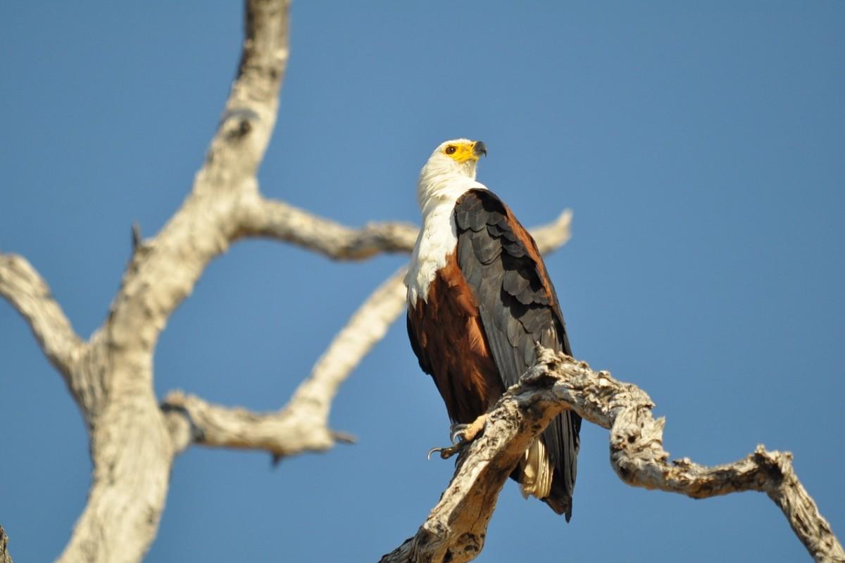 african fish eagle is south sudan national animal