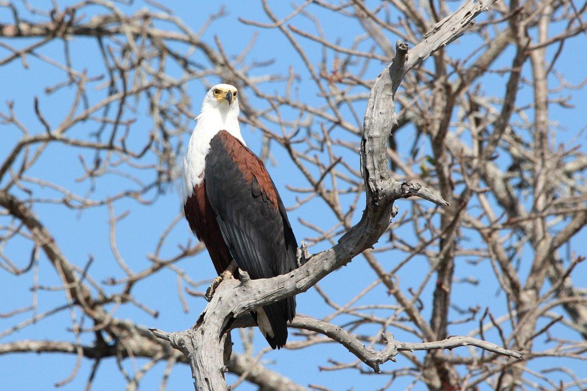 african fish eagle