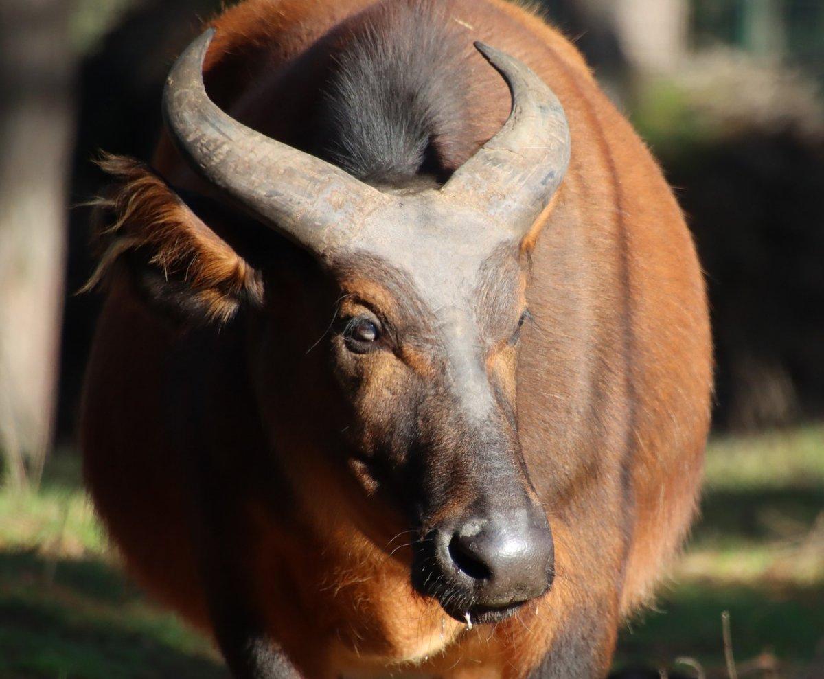 african forest buffalo is among the central africa animals